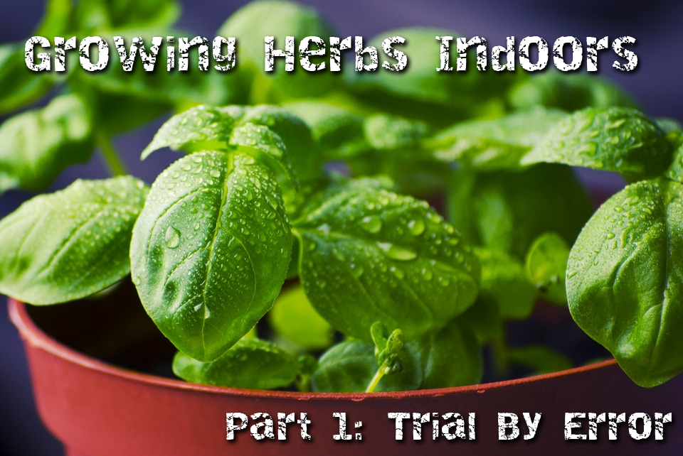 growing-herbs-indoors1