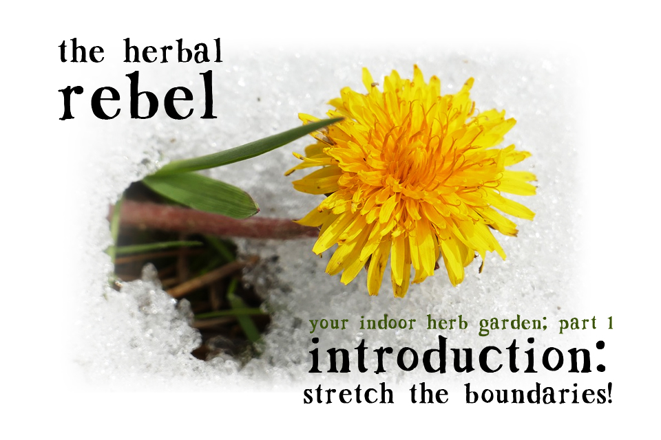 herbal-rebel-intro