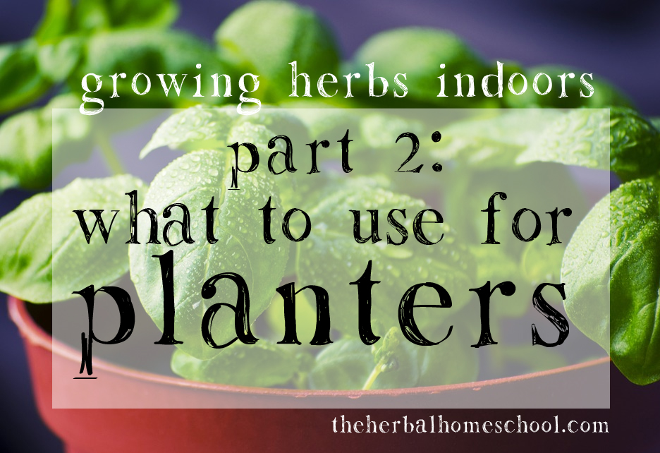 growing herbs2