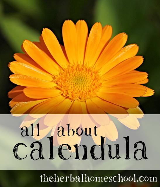 All About Calendula; doses, benefits, recipes gardening