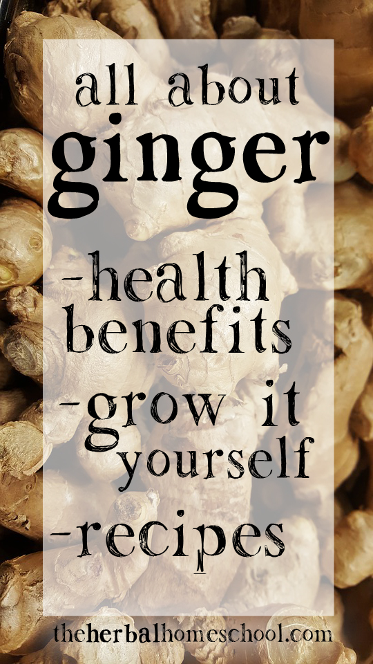 All about Ginger; the health benefits, doses, tips for growing ginger indoors, and recipes for tea and syrup